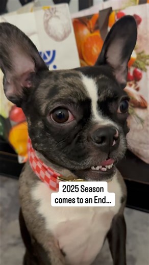 cousin Callie couldn’t stay awake for family game night #frenchton #dogshorts #familygamenight #dog