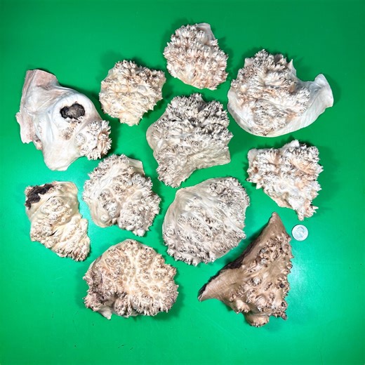 Linden Burl Wood Slabs (set of 11pcs): Live Edge Epoxy Art, DIY Project - Etsy