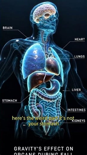 stomach drop on roller coaster explained #facts #didyouknow