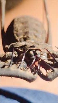 This Is The Strangest Bug In The Amazon Rainforest! #wildlife #bug #animals #outdoors