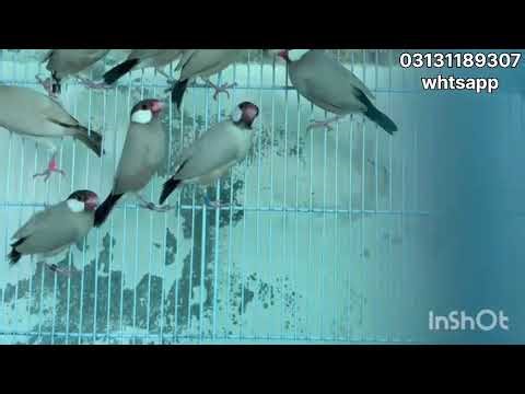 | Birds available for sell | fawn java canoure etc