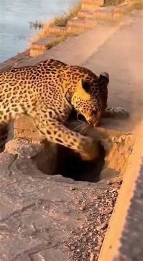 Leopard Attacks on Indian Ghats… Comes Out Full of Quills 😱🔥