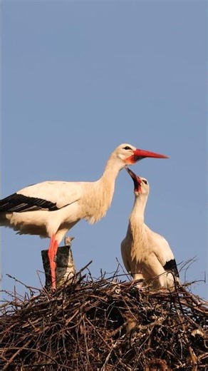 🕊️ Stork Clattering Greeting 4K