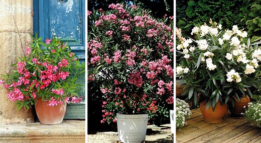 Laurier-rose en pot : floraison, taille et entretien