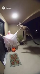 The kangaroo jumped so high 😂 The kangaroo jumped so high 😂 #fbreels #reelsfb #kangaroo #Halloween #spookyseason #ringdoorbell #funnyreels #funnymoments #jumpscare #scary #HalloweenDecor #kangaroolove #australia #lol #crazymoments | Bigfoot Vlog USA