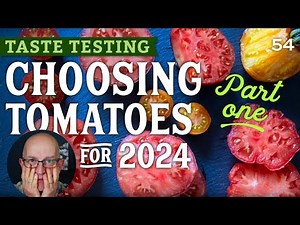 Choosing tomatoes based on taste for 2024 - I DON'T recommend two but a few are really delicious!