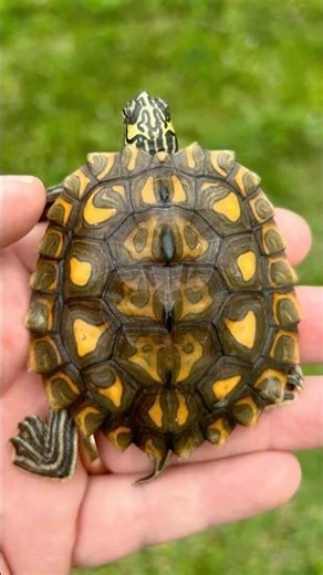 You've NEVER Seen Any Turtle Like This One!! #exoticpets #reptiles #turtles #newspecies