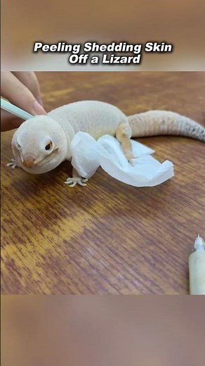 Peeling Shedding Skin Off a Lizard