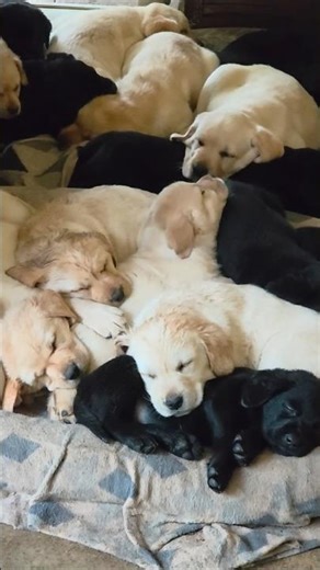 Puppies! Cutest ever pile of puppies. #puppy #labrador #dog #jarrahgum #cute