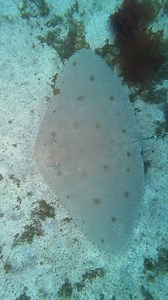 Japanese Butterfly Ray gliding effortlessly over the seafloor. | Big Fish Expeditions