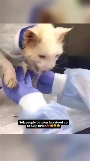 Support Orion's Medication and Rehabilitation