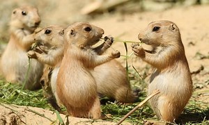 Prairie dog - Alchetron, The Free Social Encyclopedia