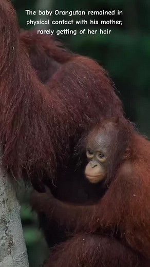 Orangutan Social Interactions and Aggression Explained