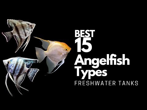 15 Best Types of Angelfish 🐠 (Don't Miss These Angels🤩)