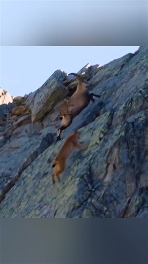 Unbelievable Survival Moment! Wild Goat Escapes Predator on Steep Cliff 🐐⛰️ #Nature #MountainGoat