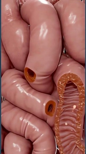 The Hidden World Inside Your Small Intestine 😮 #education #digestion#anatomy #medical #science