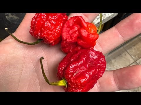 High Tolerance: Carolina Reapers and Me