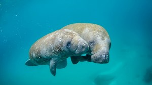Manatee Fact Sheet