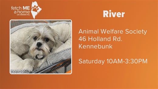 Fetch ME A Home: Shih Tzus rescued from 'inhumane conditions' becoming ready for adoption