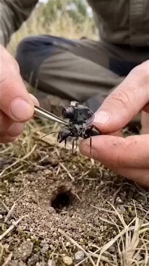 Mounted Camera on an Ant Inside a Massive Underground Colony | Real POV Documentary