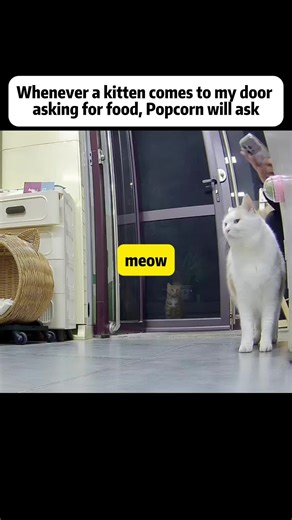 #straycats #catrescue #catlover #animalrescue #petrescue | cat rescue