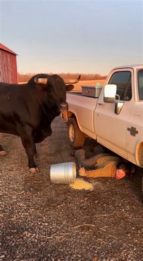 Bull Charges Woman, She Escapes by Diving Under Truck in Terrifying Moment Rural Roadway — December 21, 2025 Shocking footage shows a woman being suddenly charged by a bull, forcing her to sprint for her life before diving underneath a nearby truck to escape the animal’s horns. The video captures the bull breaking into a full charge as the woman turns and runs, narrowly avoiding being struck. In a split-second decision, she drops to the ground and slides under the truck as the bull slams into th