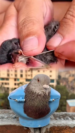 The bird is eating an insect stuck in its throat so it is being pulled out. #usaaudience #birds