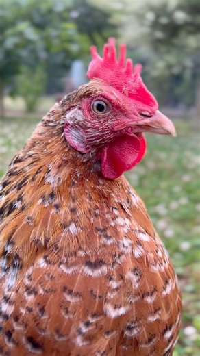 L’💖est dans le poulailler 💖