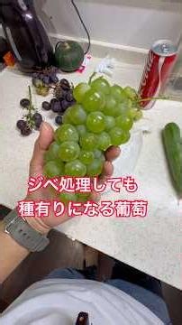 古き良き味ナイアガラの特徴#ぶどう#栽培#牛久シャトー#葡萄#ワイン #家庭菜園 #shorts
