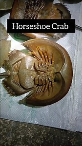 Horseshoe Crab #horseshoecrab #sundarban #islandlife #sundarbanforest ‪@TheNatureandScience‬