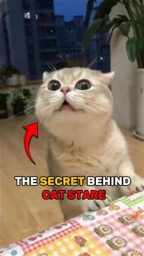 Why Cats Stare So Much | Feline Behavior Explained