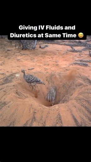 Paul Wischmeyer on Instagram: "Giving IV Fluids and Diuretics at The Same Time 😂 #nurse #diuretics #lasix #ivfluids #doctor #medicine #medstudent #nutrition #dietitian #nutrologia #clinicalnutrition #medicalhumor #mbbs #diuresis #surgery #internalmedicine #physician #medmemes"