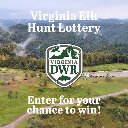 Apply for a chance to harvest a massive bull elk in Virginia! The application period is open until March 31, 2025 and costs $20 for out of state residents. Click below to learn more. | Virginia Department of Wildlife Resources