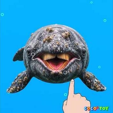 Find the Beluga among these! #shorts ⭐ | Marine Animal Names, Kids Quiz | Koko's Toy