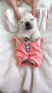 27 reactions | Please rate my service.若 #frenchbulldog | Everyday Life | Facebook