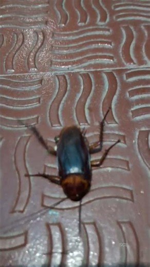 Cockroach#CockroachLife#InsectsWorld#CreepyCrawlies#BugLifeTinyCreatures#InsectNature#Crawlies#funny