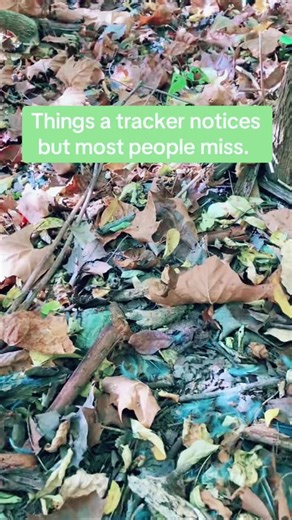 Wildlife Tracking: Discovering Hidden Clues in Nature