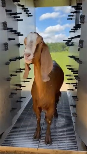 Goat Washing Technology #goat