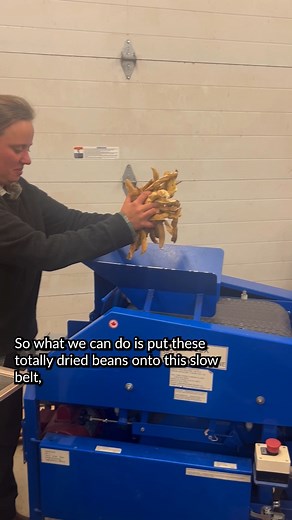 Behind the scenes at Heritage Farm: Learn how Seed Savers Exchange’s farm team uses the belt threshing machine to separate dried lima beans from their seed pods! #ThreshingLimaBeans #BeanSeedSaving #DrySeedProcessing #FarmingEquipment | Seed Savers Exchange