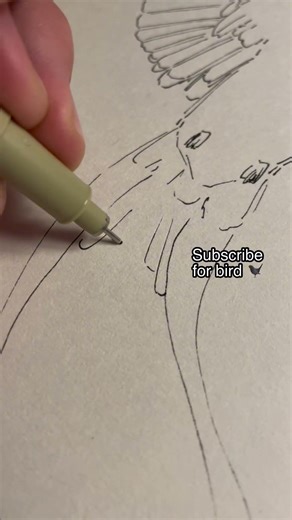 Scissor-tailed Flycatcher: Drawing iconic birds - Part 41 #birds #traditionalart #art #sketch #fyp