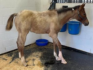 Cumberland County horse abuse scandal: Horse seized from farm dies, foal learning to live without mother