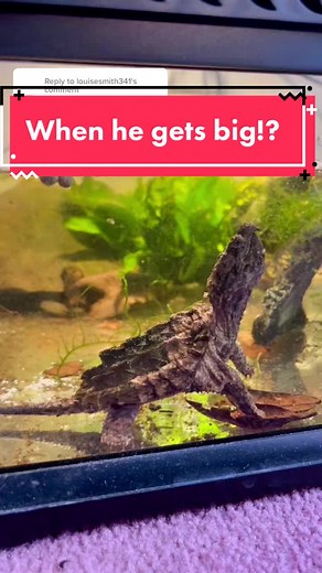 Understanding the Importance of Tannins for Keeping a Happy Alligator Snapping Turtle
