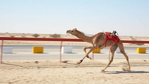 Camel Vs Horse: Speed, Strength, And Endurance Compared
