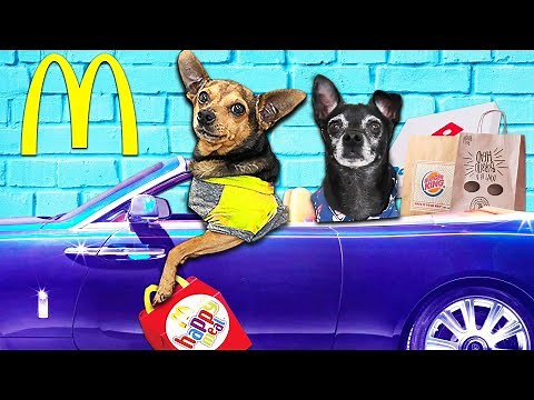 Letting Our Dogs Eat Only Fast Food For 24 Hours Challenge! Pawzam Dog