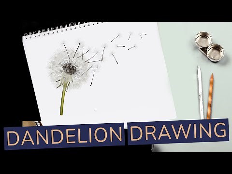 How to Draw a Dandelion - In just 15 Easy Steps
