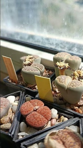 These "Living Stones" Are Actually Plants! 🪨🌱 #cactus #succulent #cactuslover #cactuscollection