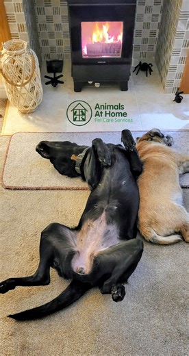 Dog Home Boarding doesn't get better than this! "Animals at Home, because average pet care is unacceptable!" https://www.animalsathome.co.uk/services/ | Animals at Home | Facebook