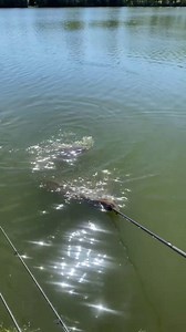 When you’ve got a 60lb Carp heading for the landing net 😱🤯 📸: @mike_jarvis2 | Fox International