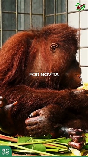 FOR ORANGUTAN NOVITA #saveorangutans