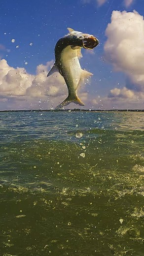 27 reactions | Tarpon got the moves!  #tarponfishing #septemberfishing #islamorada #floridakeys #bnmu #catchandrelease @robthomas4002 @pennfishing @ownerhooks @frabillfishing | Islamorada Tarpon Fishing | Facebook